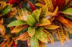 Nature’s Symphony: The Top Botanical Gardens that Showcase Earth’s Beauty